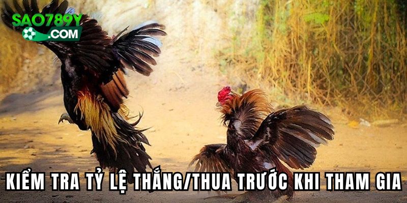Cần kiểm tra tỷ lệ thắng/thua trước khi tham gia đấu chiến kê Thomo