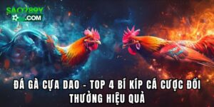 Đá gà cựa dao