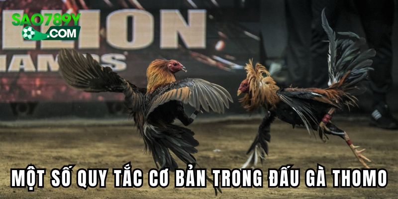 Một số quy tắc cơ bản trong đá gà Thomo