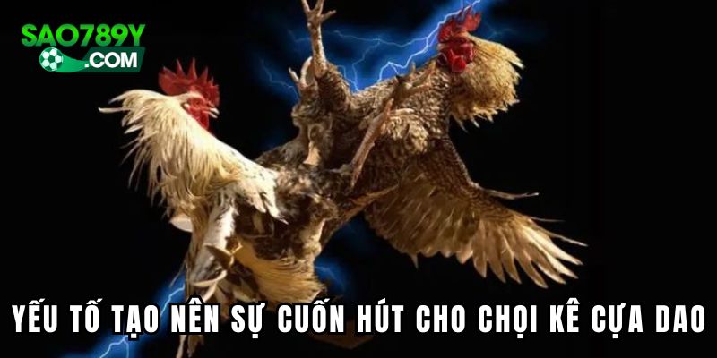 Một số yếu tố tạo nên sự cuốn hút cho chọi kê cựa dao